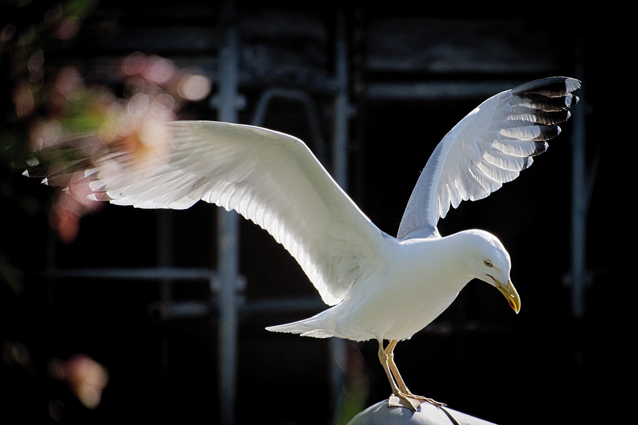 seagull, flight, ali