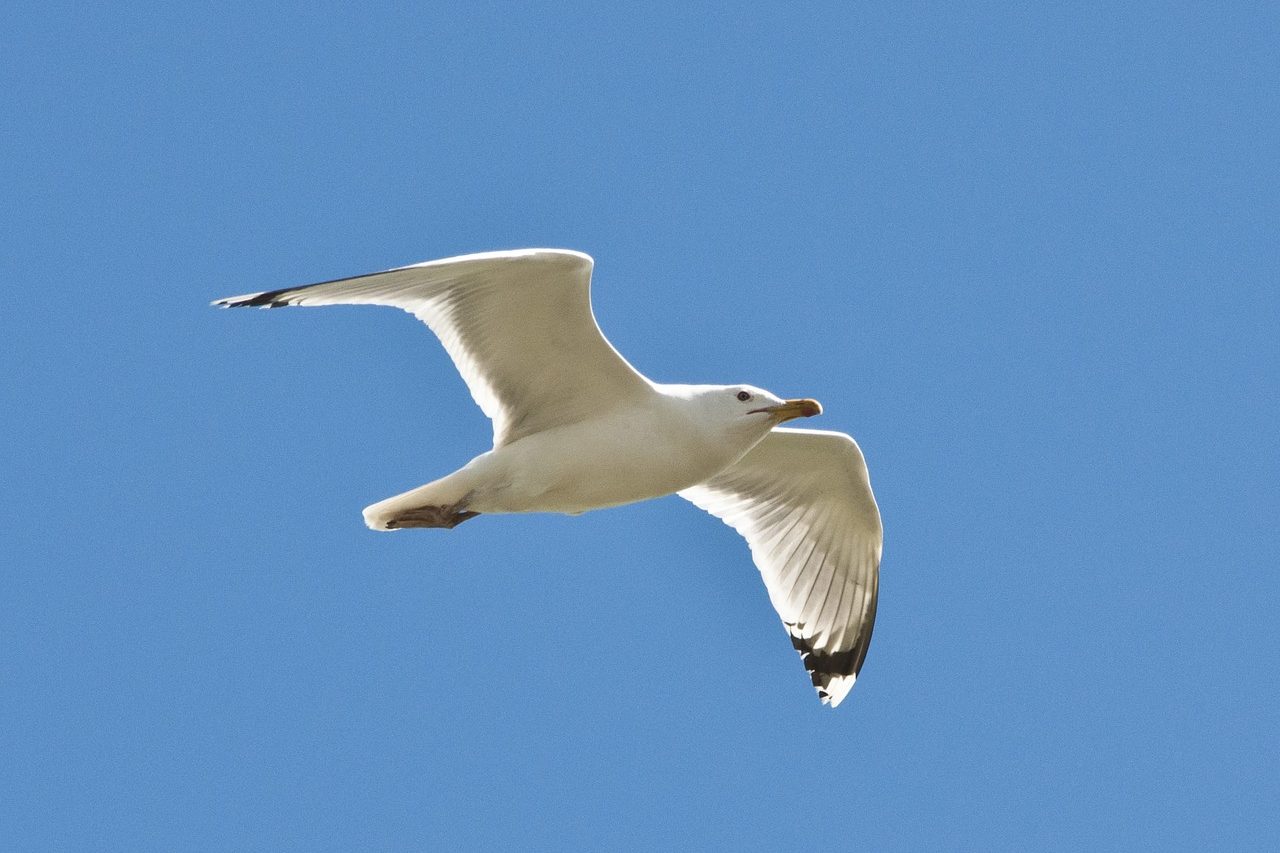 seagull, bird, nature